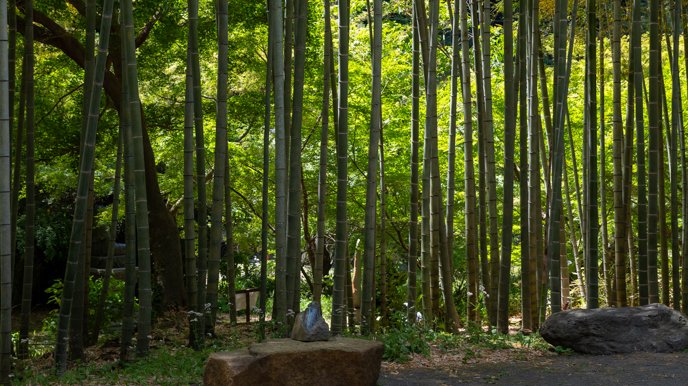 建長寺虫塚竹林（2023-05-05）