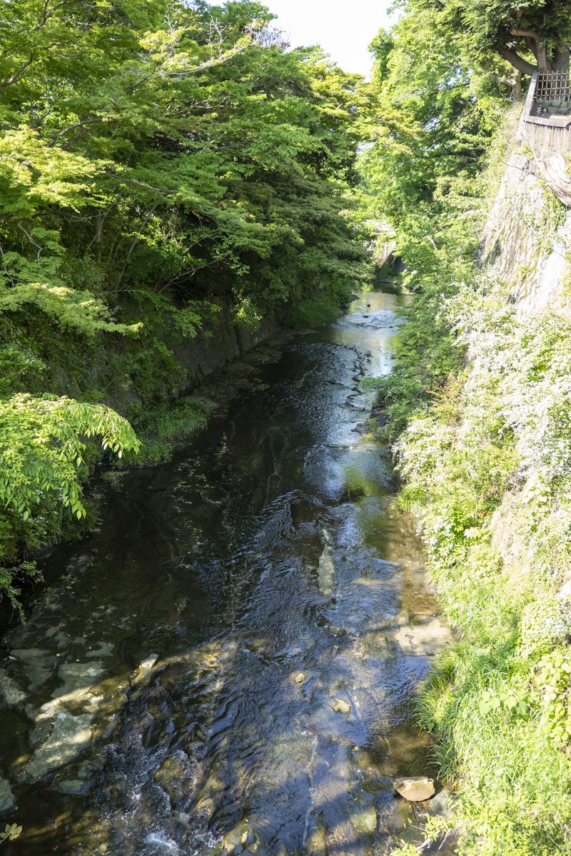 東勝寺橋から見た滑川（2022-05-04）
